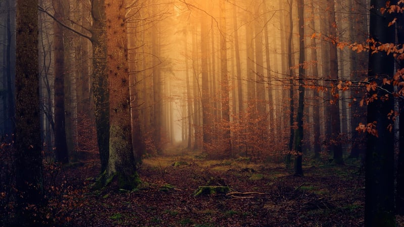 Fairy in a Magical Forest