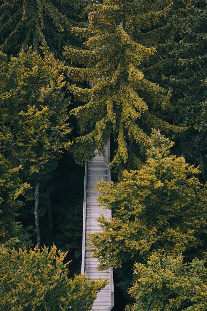 Enchanted Pathways