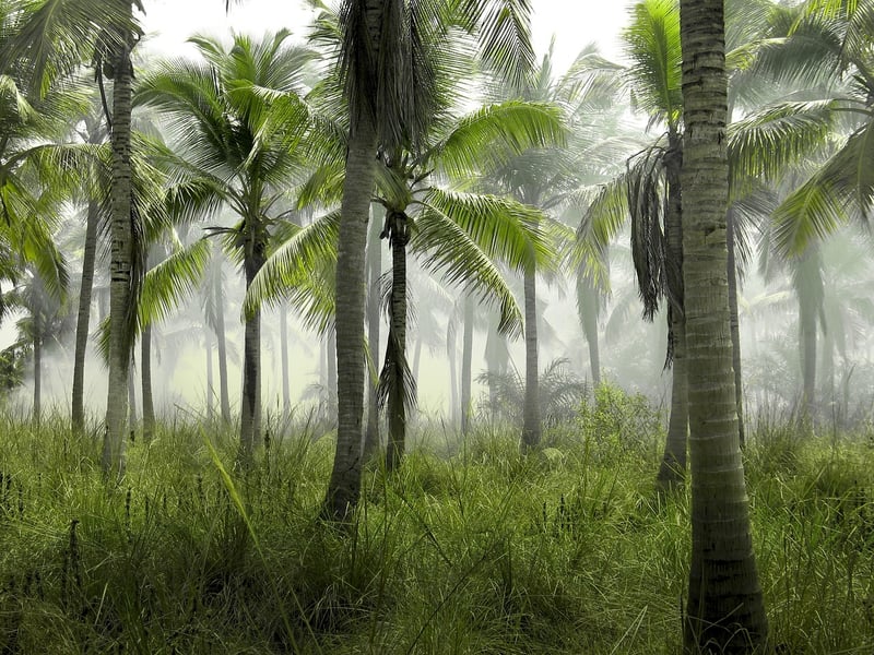 Tropical Paradise